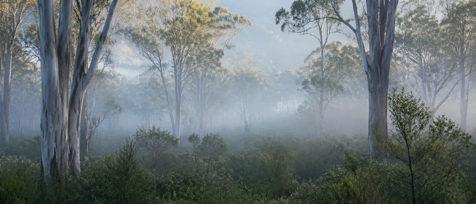 Eucalyptus bushland in morning mist